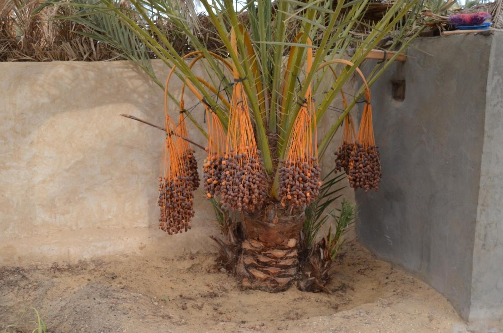 Апартаменты Siwa Spot Siwa Oasis Экстерьер фото